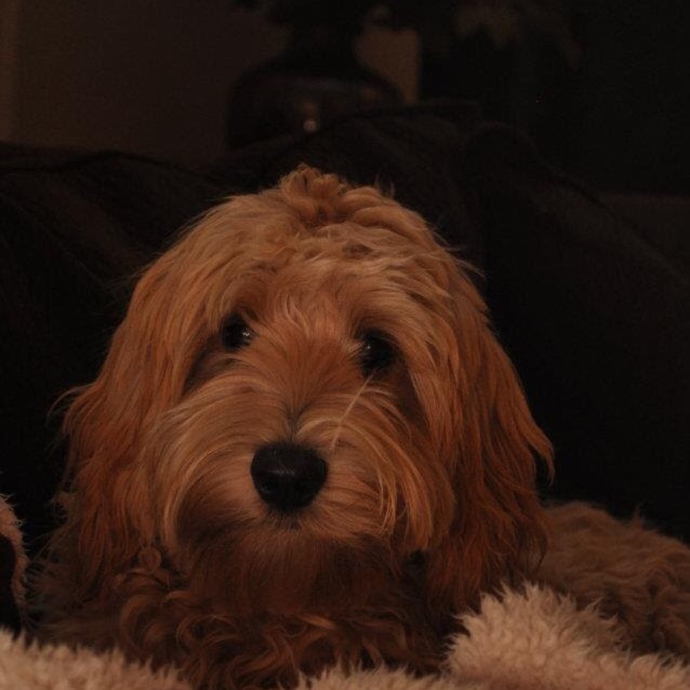 Meet your Posher, Lise